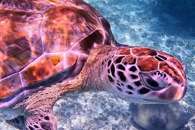 1.5 hours Snorkeling at Tulum's paradise reef - Why This Tulum Reef Snorkel Mixes Wildlife With the Ruins