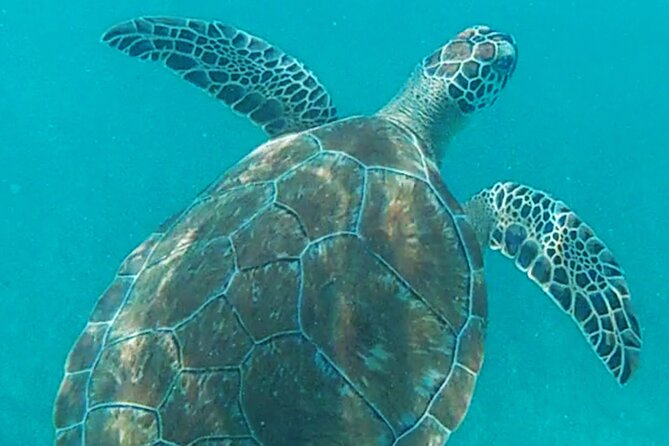 1.5 hours Snorkeling at Tulum's paradise reef - Small Group Numbers: Why 15 People Feels Different Than 60