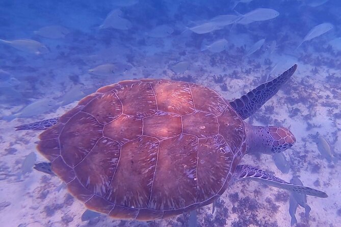 2-Hour Snorkeling in Two Spots of Tulum's Reef - Boat comfort, choppiness, and safety tips that keep you happy
