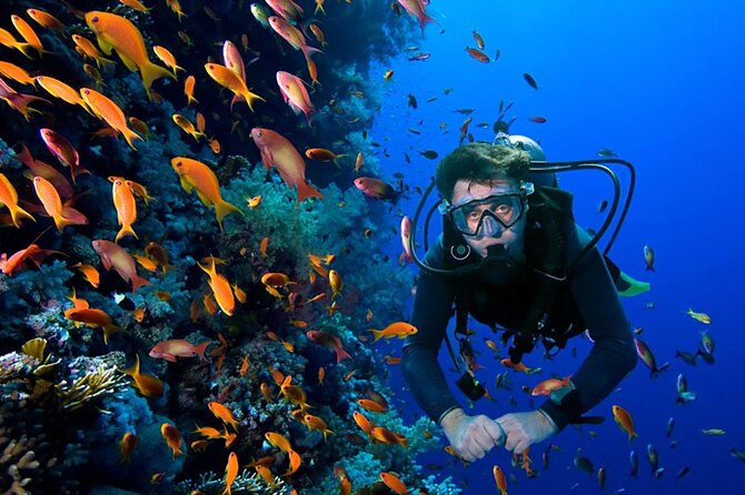 2 Tank Dive in Cozumel - Why Cozumel’s Reefs Work Best With a Two-Tank Schedule