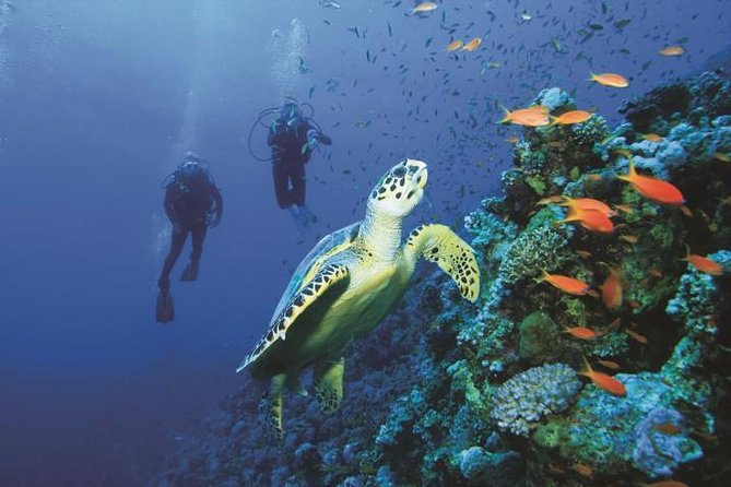2 Tank Dive in Cozumel - Start at Aqua Excursions: Check-In and Getting Set Up