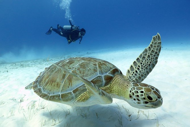 2-Tank Morning or Afternoon Dives in Playa del Carmen certified Divers Only - How This Works: Two Reefs, One Focused Half Day