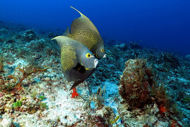 2-Tank Morning or Afternoon Dives in Playa del Carmen certified Divers Only - Morning vs Afternoon: Choose Your Comfort Level