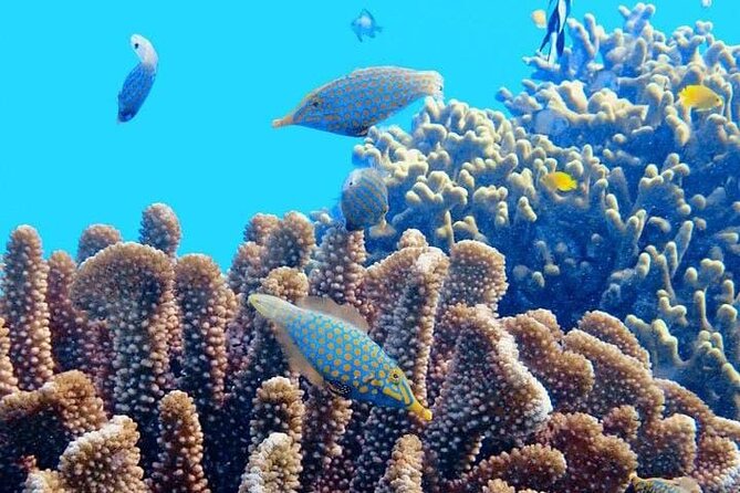 2x1 Tour: Isla Contoy, Isla Mujeres, Open Bar, Lunch and Transfers - Price and logistics: why $190 can be fair (and what’s not included)