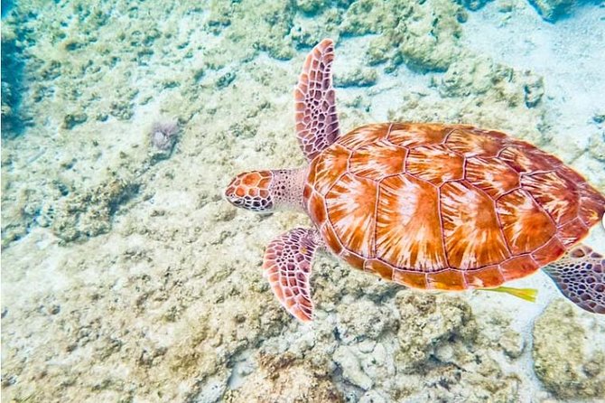 4H 42' Azimut Yacht All-Inclusive from Tulum & Playa del Carmen. - Stop 1 at In-Ha reef: snorkeling with sea turtles, plus a no-pressure mindset