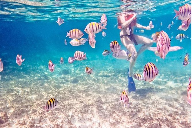 4H Luxury 44' Catamaran All-Inclusive in Tulum & Playa del Carmen - In-Ha reef: snorkeling with sea turtles in calm, sheltered water