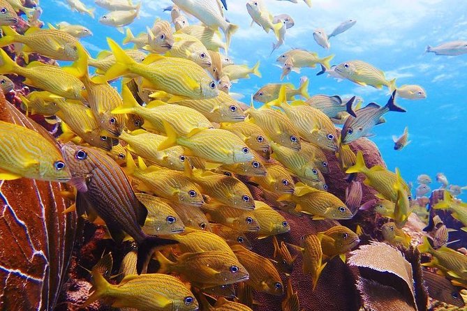 Advanced Open Water Diver course PADI in Playa del Carmen - Price and value: what $470 really covers