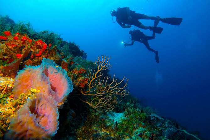 Advanced Open Water Diver course PADI in Playa del Carmen - Sea and cenotes: what the 5 sessions feel like