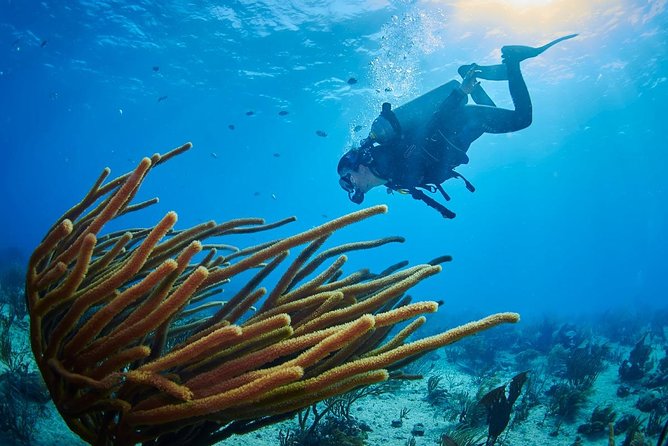 Advanced Open Water Diver course PADI in Playa del Carmen - Equipment, staff quality, and why reviews highlight instruction