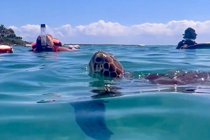 Akumal Bay snorkeling, plus 3 cenotes and great food - Key highlights that make this day worth it
