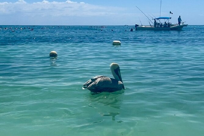 Akumal Bay snorkeling, plus 3 cenotes and great food - Lara & Luca lunch: a real meal after three wet swims
