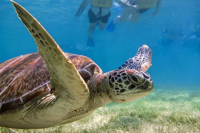 Akumal Bay snorkeling, plus 3 cenotes and great food - Getting there: meeting point and day timing that keeps it simple