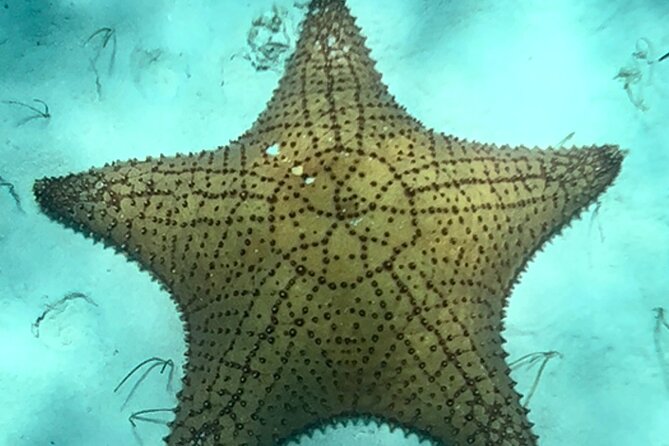 Akumal Bay snorkeling, plus 3 cenotes and great food - Who should book this Akumal + cenotes day trip