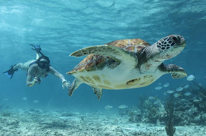 Akumal Cenote Swimming and Snorkeling from Cancun & Costa Mujeres - Pickup and Meeting Points: The Part You Should Not Ignore