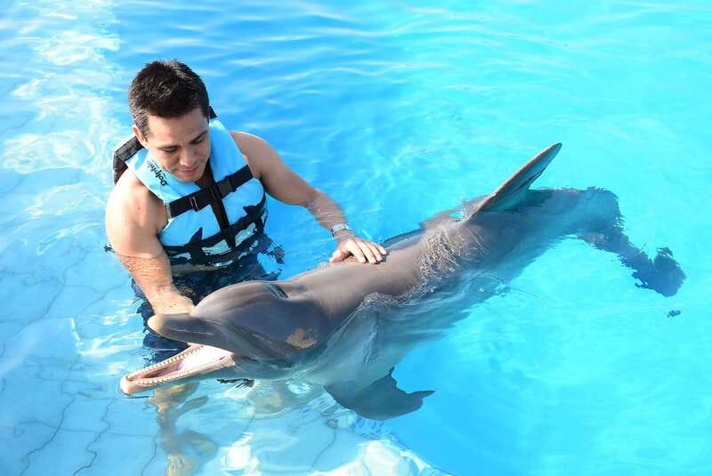 Akumal: Dolphin Encounter - First You Arrive: How the 55-Minute Program Works