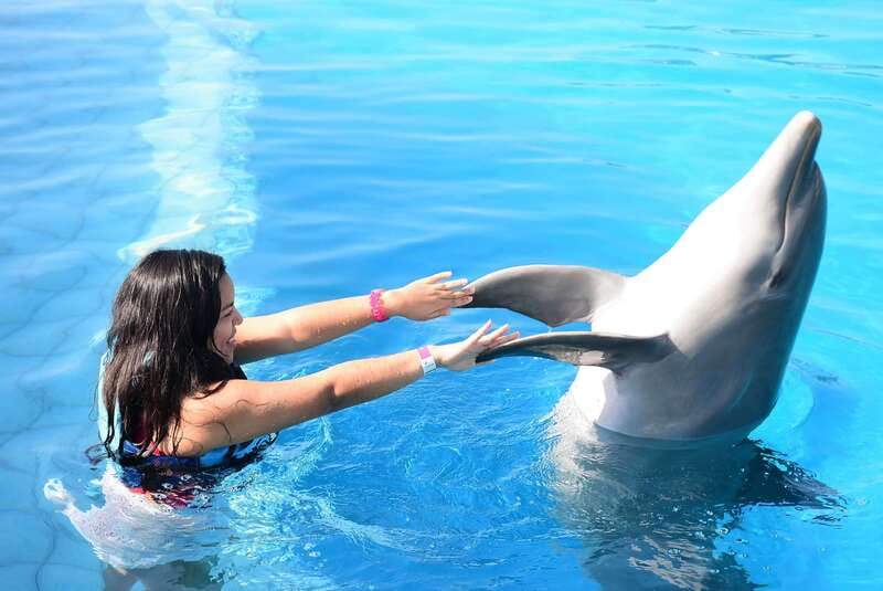 Akumal: Dolphin Encounter - The Underwater Part: Games, Handshakes, and Dolphin Behavior