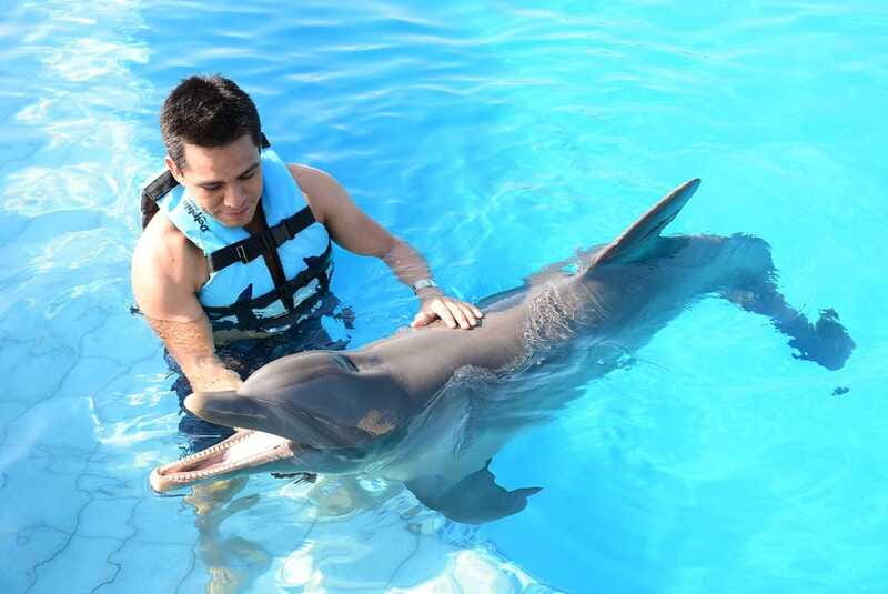 Akumal: Dolphin Encounter - Guide Impact: Why the Right Instructor Makes a Difference