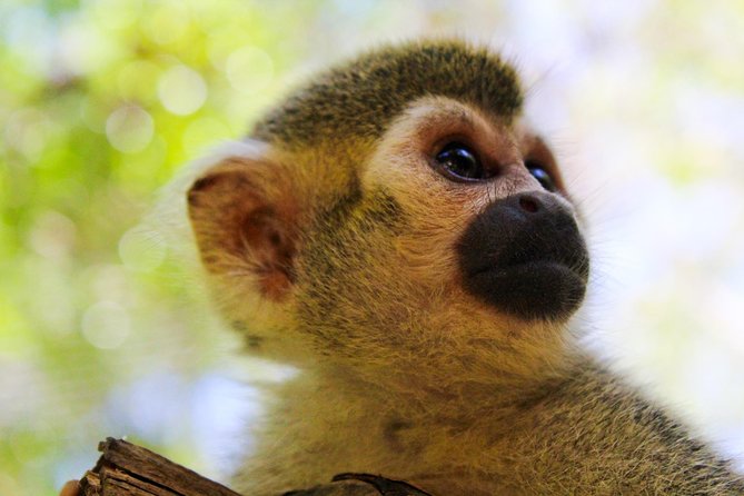 Akumal Monkey Sanctuary - First steps at the sanctuary: where the tour starts matters