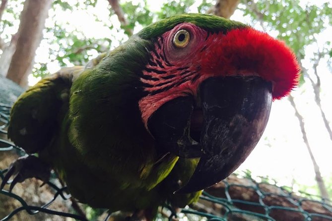 Akumal Monkey Sanctuary - More than primates: birds, snakes, ostriches, and zebras