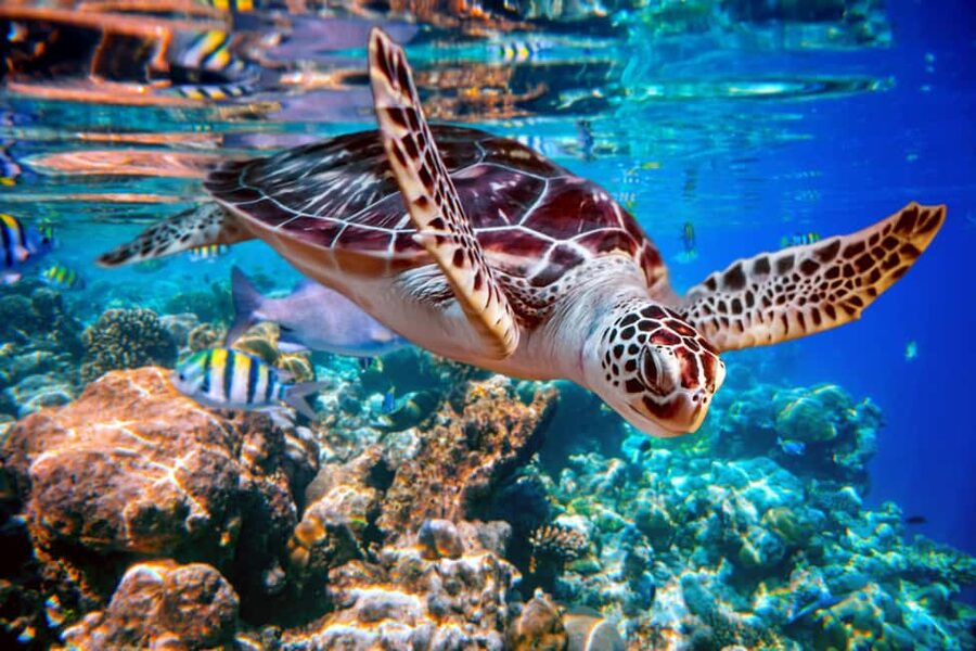 Akumal: Snorkel with Marine Fauna and an Expert Guide - Akumal Bay beach time: what you’re really there to do