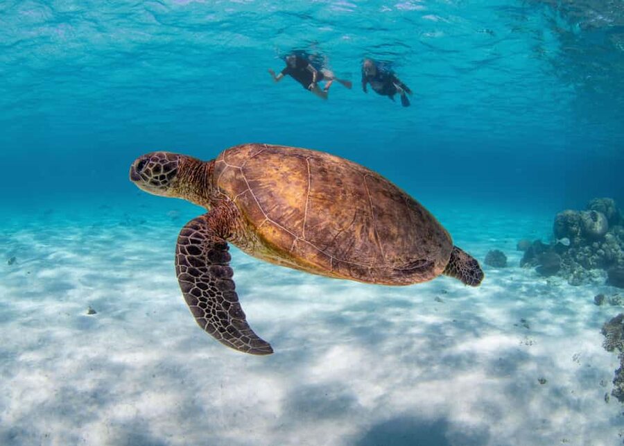 Akumal: Snorkel with Marine Fauna and an Expert Guide - What you can expect to see: turtles, rays, coral, and reef fish