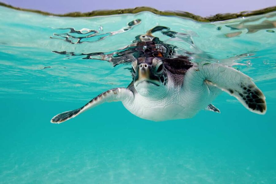 Akumal: Snorkel with Marine Fauna and an Expert Guide - Duration and value: 1.5 hours for $45 in the Riviera Maya