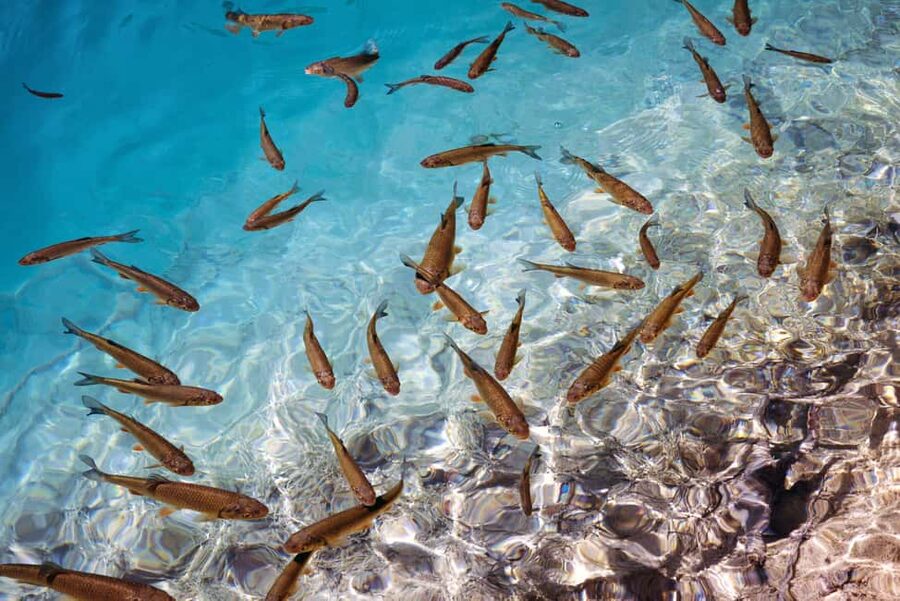 Akumal: Snorkel with Marine Fauna and an Expert Guide - After your swim: lockers, showers, and beach time