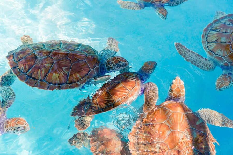 Akumal: Snorkel with Marine Fauna and an Expert Guide - Tsúuk Akumal Natural Park facilities: comfort before the water
