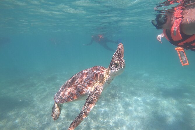Akumal : Snorkeling with Green Turtles + Photos with GoPro - Key Things I’d Focus On Before You Go
