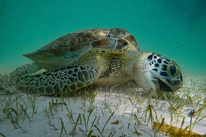 Akumal : Snorkeling with Green Turtles + Photos with GoPro - Where You Start: Turtle Car Park and Getting Ready
