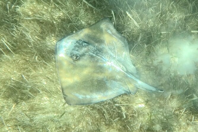 Akumal : Snorkeling with Green Turtles + Photos with GoPro - The Snorkeling Route: Protected-Circuit Time With Less Chaos
