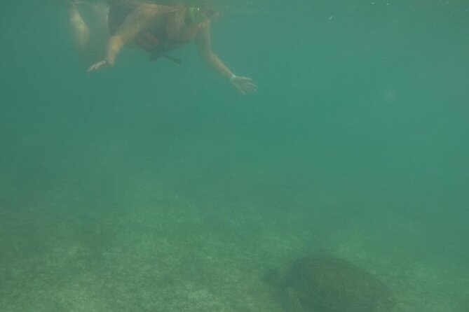 Akumal : Snorkeling with Green Turtles + Photos with GoPro - What You Might See Besides Green Turtles