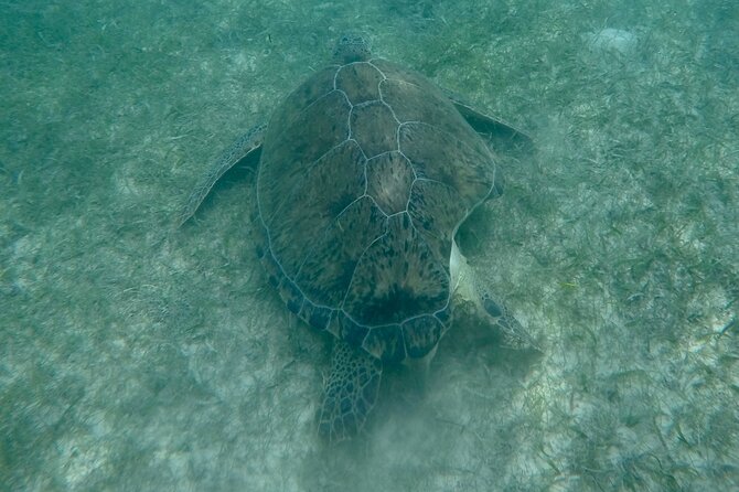 Akumal : Snorkeling with Green Turtles + Photos with GoPro - The GoPro Photo Shoot: Turning Snorkeling Into Real Souvenirs