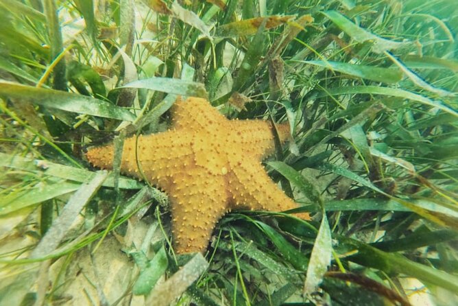 Akumal : Snorkeling with Green Turtles + Photos with GoPro - Price and Value: Is This a Good Deal?