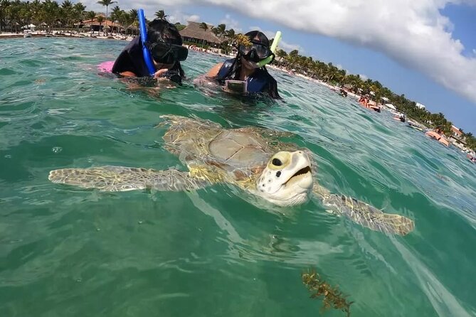 Akumal : Snorkeling with Green Turtles + Photos with GoPro - What the Private Guide Actually Changes (Beyond Just Pointing)