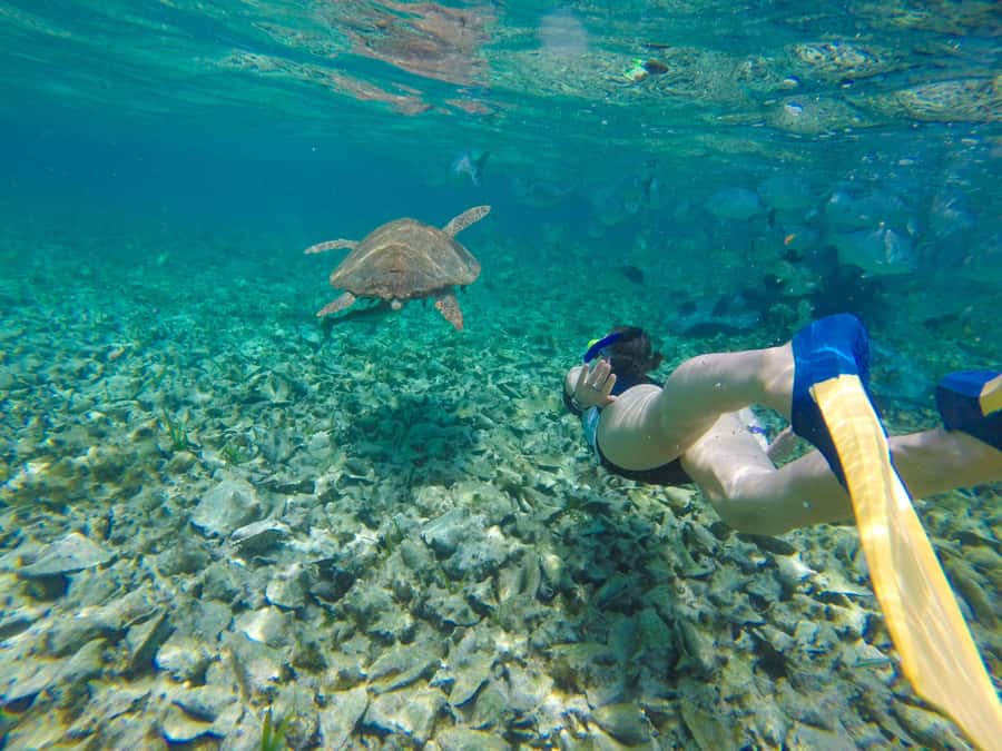 Akumal: Swim with Turtles in a Natural Paradise - Quick hits before you go