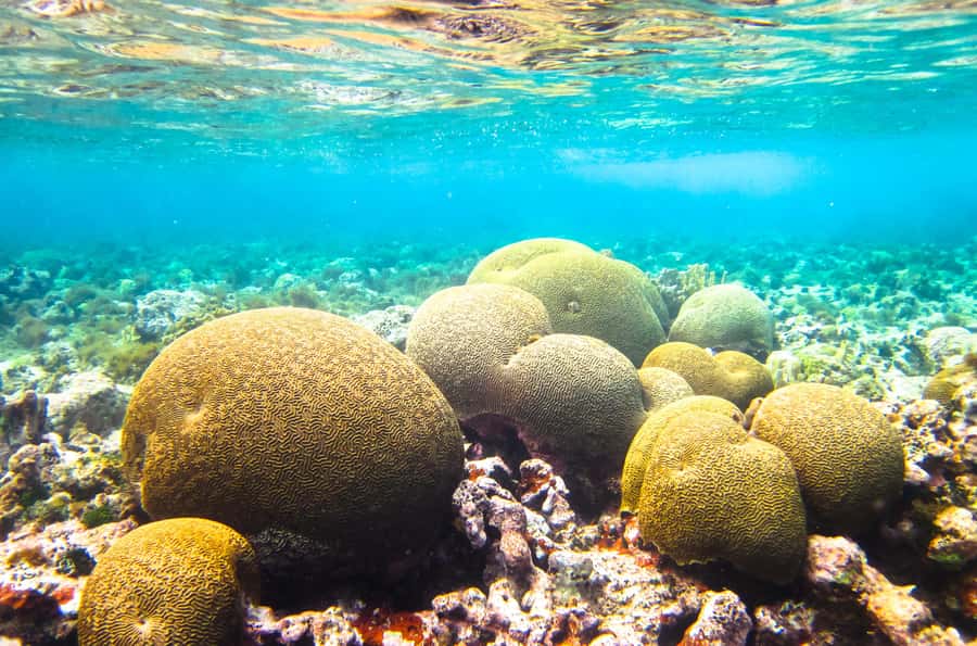 Akumal: Swim with Turtles in a Natural Paradise - After Snorkeling: Stay on the Beach and Let Akumal Sink In