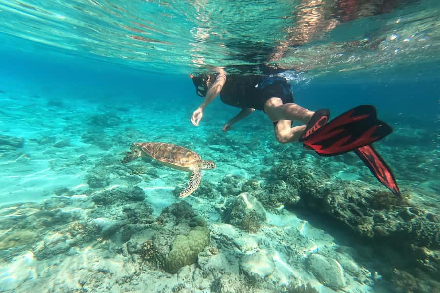 Akumal: Swim with Turtles in a Natural Paradise - Price and Value: Is $54 Worth It for Akumal Turtles?