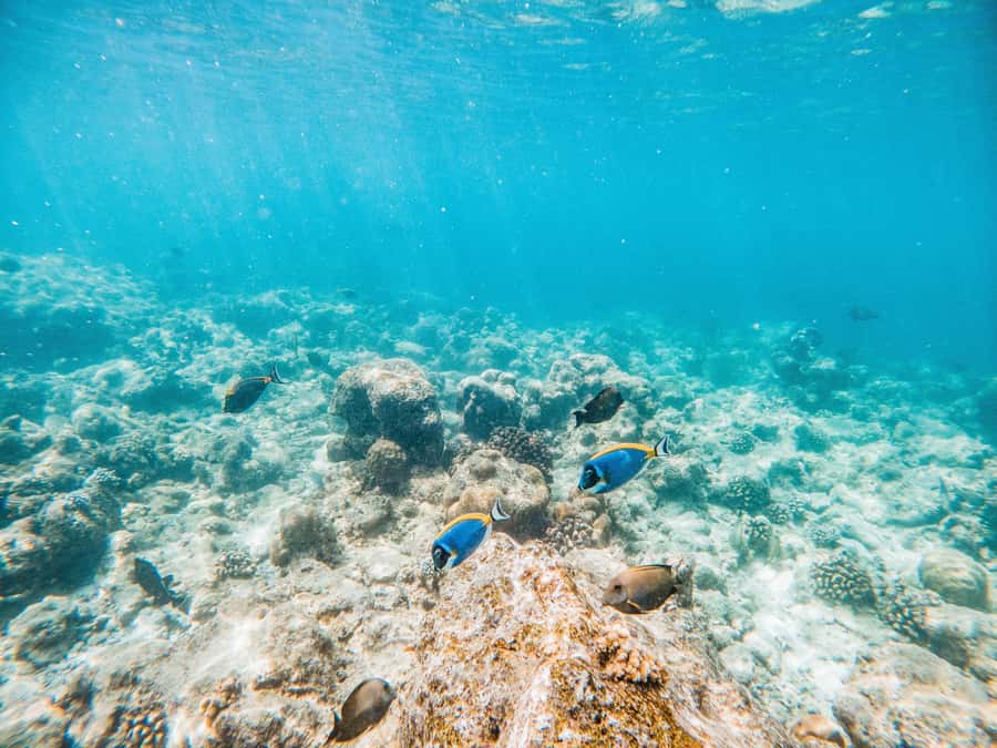 Akumal: Swim with Turtles in a Natural Paradise - Who This Akumal Turtle Swim Is Best For (and Who Should Skip It)