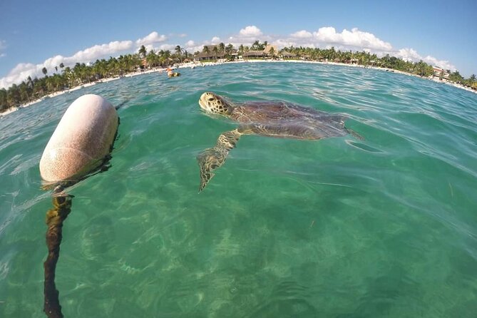Akumal turtles sanctuary and go pro photos - GoPro Photo Shoot: What’s Included and When You Get It