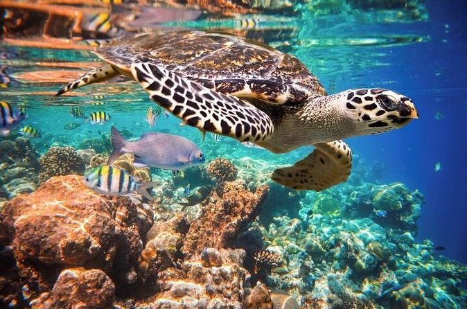 Akumal Turtles, Snorkel Tour from Cancun or Riviera Maya - Price and value: the $99 question you should ask