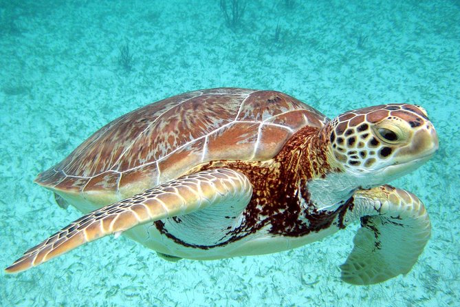 Akumal Turtles, Snorkel Tour from Cancun or Riviera Maya - What to watch for: timing, photos, and towel gaps