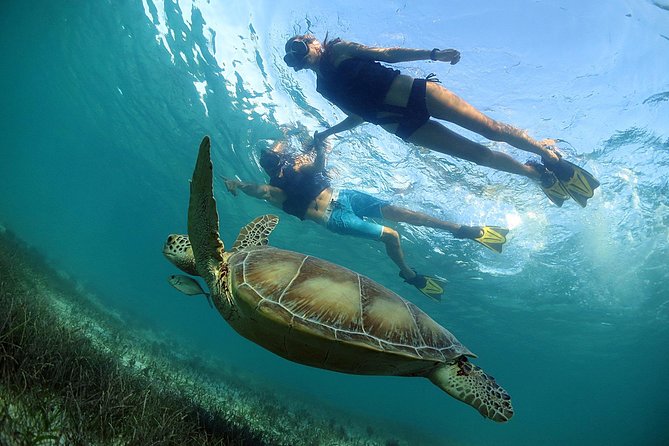Akumal Turtles, Snorkel Tour from Cancun or Riviera Maya - Who should book this tour (and who might skip it)