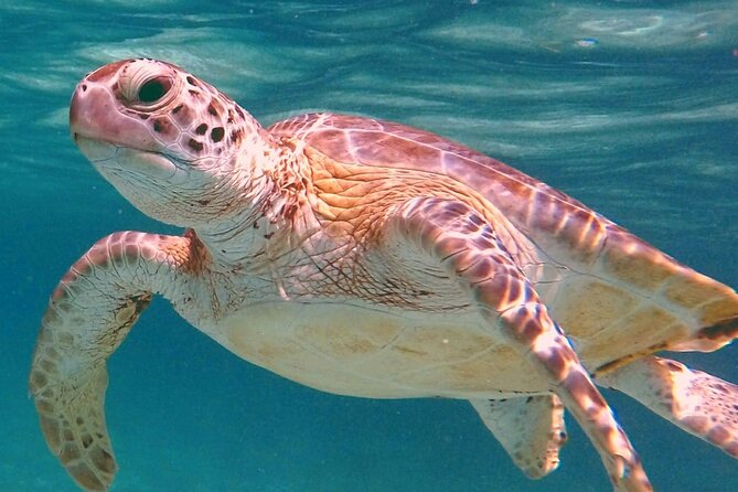 Akumal Turtles Snorkeling and GoPro pictures - Key highlights (quick read)