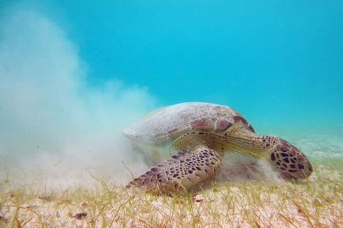 Akumal Turtles Snorkeling and GoPro pictures - The rules that shape the snorkeling: SEMARNAT/CONANP circuits and distance