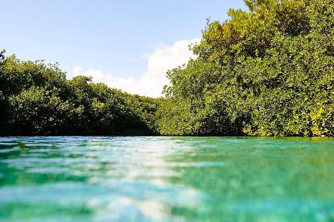 Amazing beginner dive in Tulum cenote (or refresher dive) - Where this fits best: beginners, refreshers, and swimmers