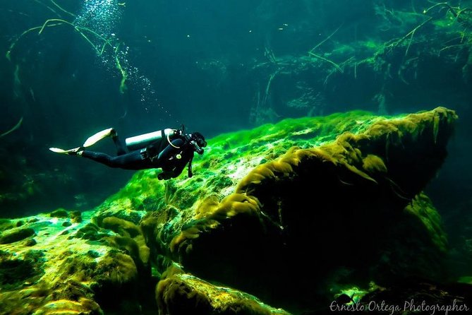 Amazing beginner dive in Tulum cenote (or refresher dive) - Should you book this beginner SCUBA session in Tulum?