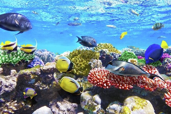 Aquatic Paradise in Tulum: Snorkel Yalku, Swim Cenote & Kaan Luum - Guide quality can make or break the day (and you may notice it fast)