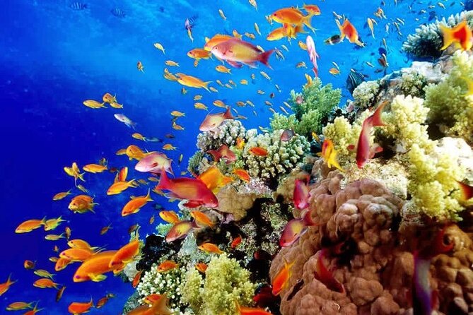 Aquatic Paradise in Tulum: Snorkel Yalku, Swim Cenote & Kaan Luum - What’s included (and how it changes your planning)