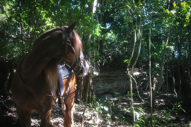 Award-winning Classic Horseback Ride (max. 6 riders) - Small group of 6 riders: How you get personal attention (and why it matters)